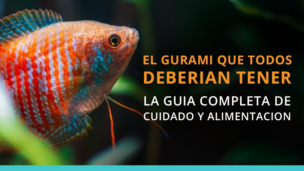 Cómo cuidar y alimentar el Pez Gurami Enano o Colisa Lalia | Acuática