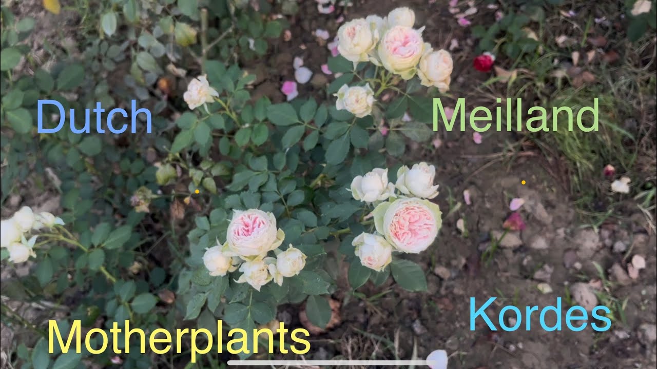 🌹Motherplants  | full Bloom | Pushpanjali Rosery