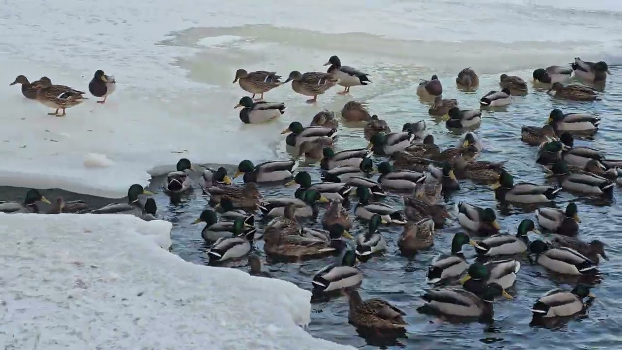 Winter ducks in Moscow
