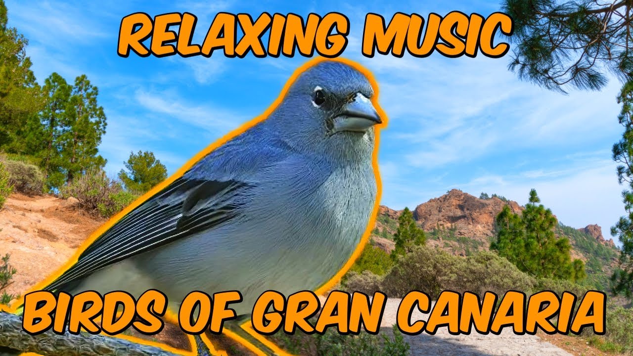 Relaxing Ambient music | Beautiful Birds of Gran Canaria