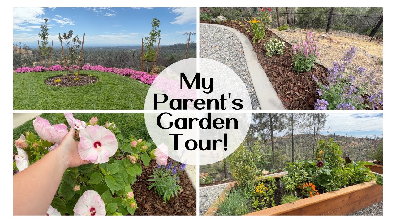 Tour of My Parent's Garden! :: Northern California Zone 9b Garden Tour :: New Landscaping Tour!