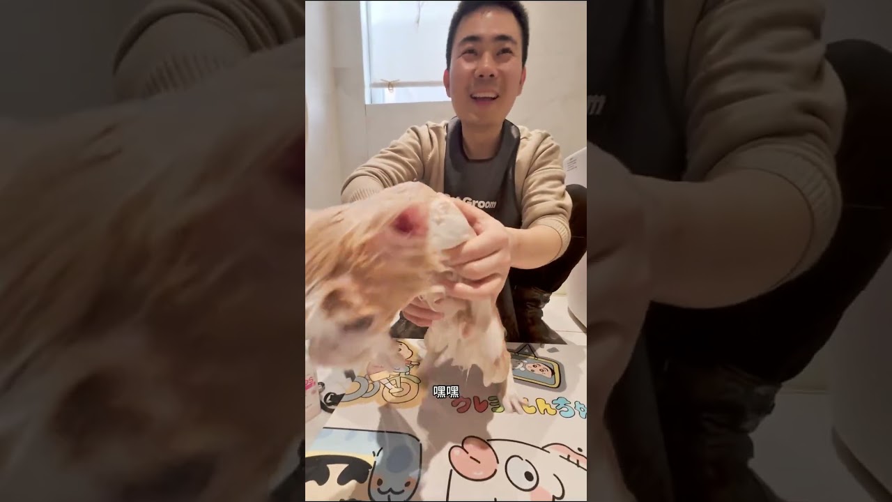 Wuhan's Ultimate Cat Cleaning Service