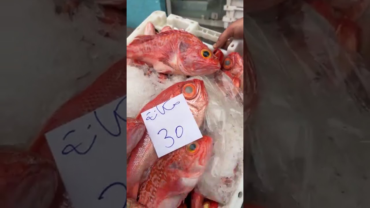 🌊🐟حوت لدخل الان/وجدنا ليكم أحسن أنواع الحوت الطري والمختار بعناية كل نهار 🐠✨جيناكم بأحسن أنواع السمك