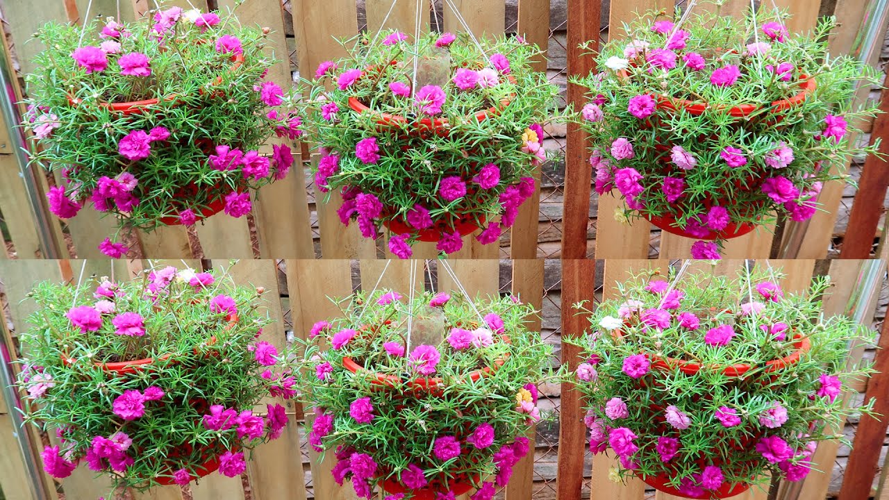 Простой и быстрый способ сделать красивый висячий сад | 5T1 Garden