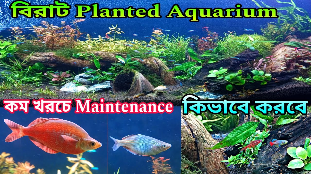 বিরাট Planted Aquarium | Barrackpore Planted Aquriam Shop | Aquarium Fish Planted Aquriam