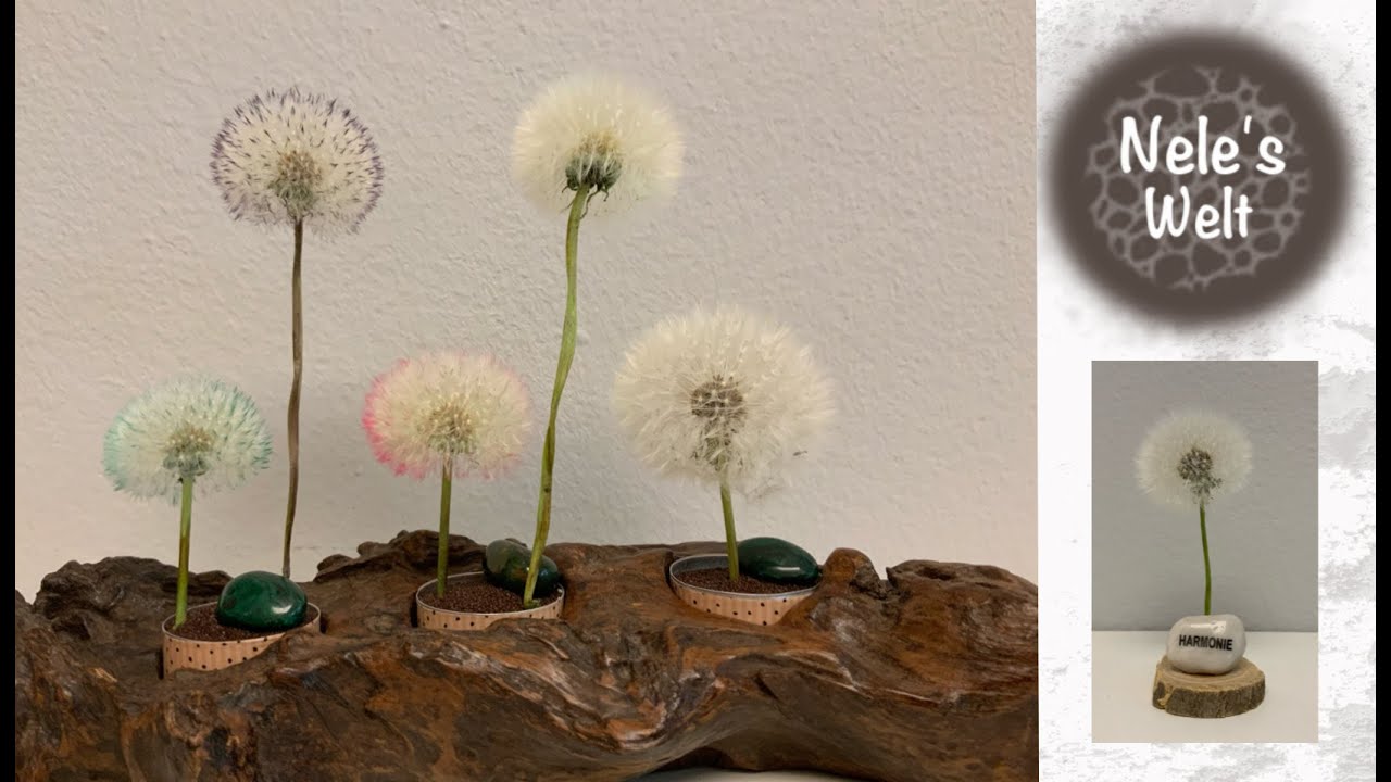 Pusteblume haltbar machen, bunte Pusteblume, Löwenzahn, Wunschblume Deko, konservieren,DIY by NeleC.