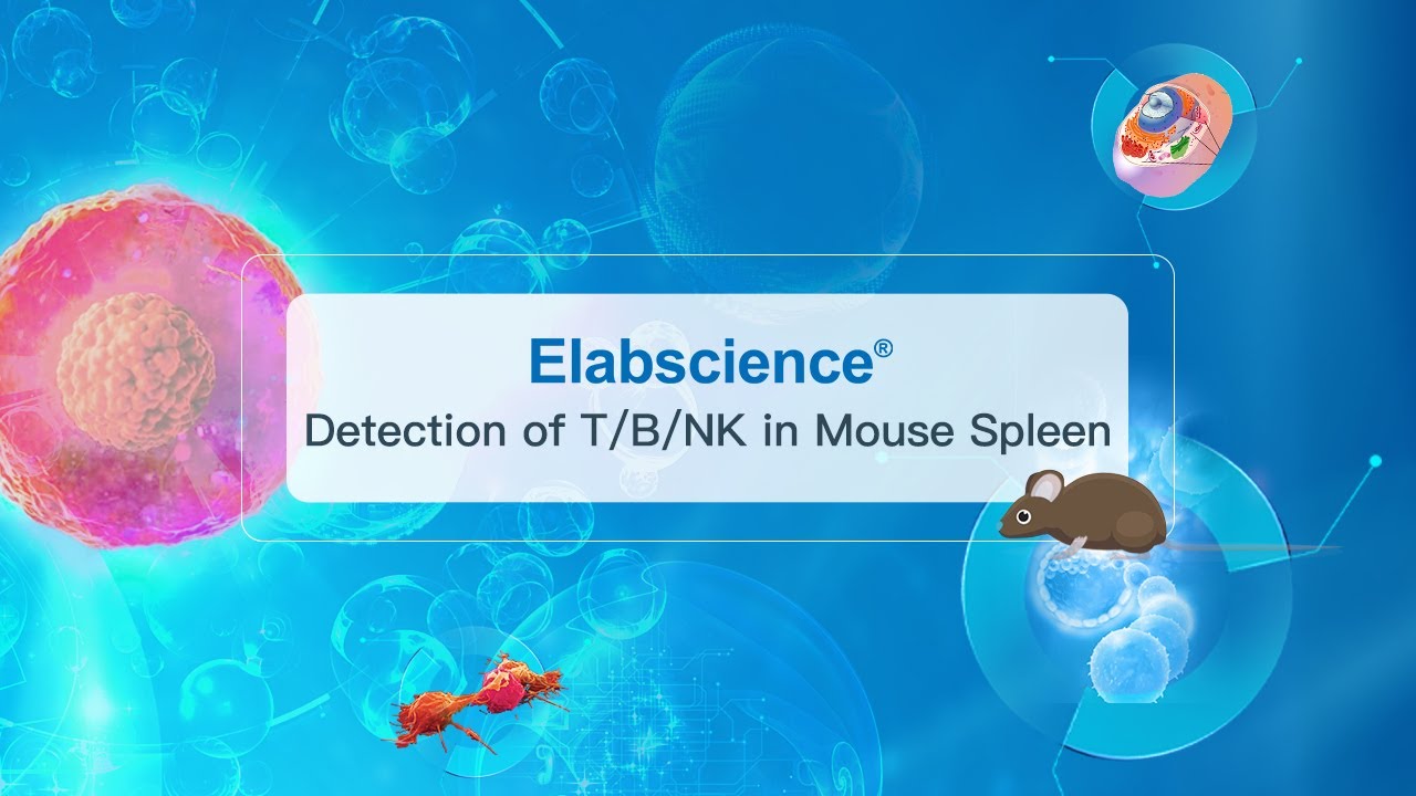 Detection of T/B/NK in Mouse Spleen Experiment Operation Video