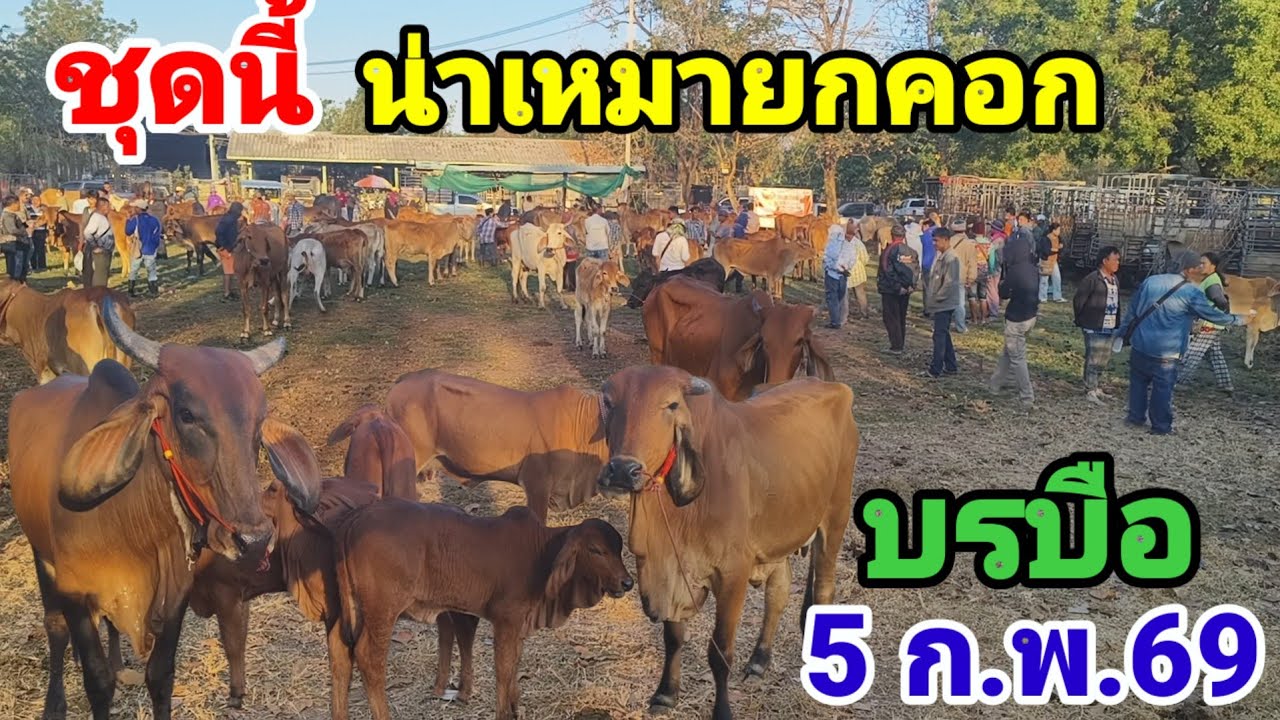 คลิปนี้ตั้งเวลาไว้ผิดครับขออภัยที่ลงช้า ตลาดสมสนุก บรบือ นัดนี้งัวงามเป็นตาซื้อคัก 5 ก.พ.69