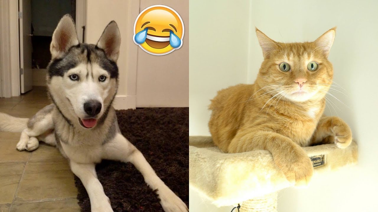Husky Meets Cat For The First Time!