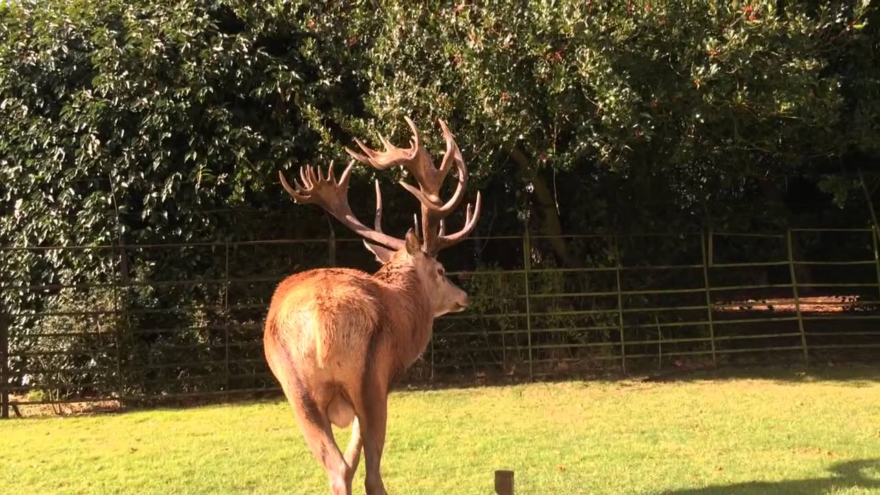 A Royal Stag Welcome [2] | Woburn deer Park, Beds