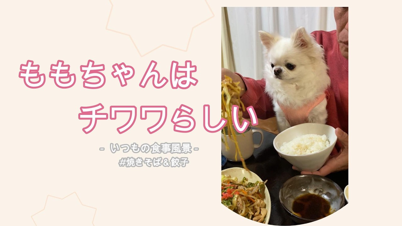 焼きそば＆餃子【ももちゃんの日常】#チワワ #pets #ももちゃん #cooking