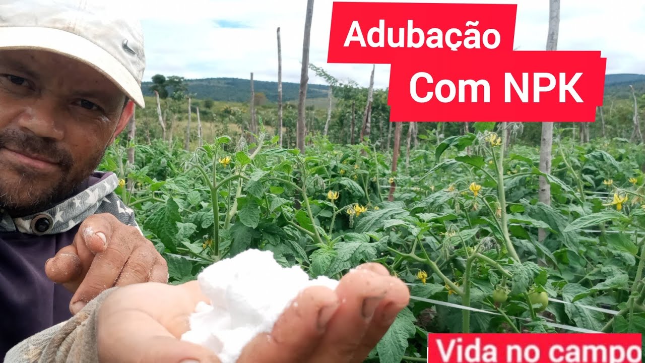 tomate com adubação de crescimento.