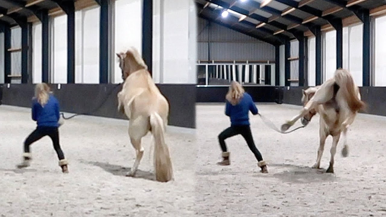 Hoe Moos van een draak in een braaf paard verandert | Weekvlog #92