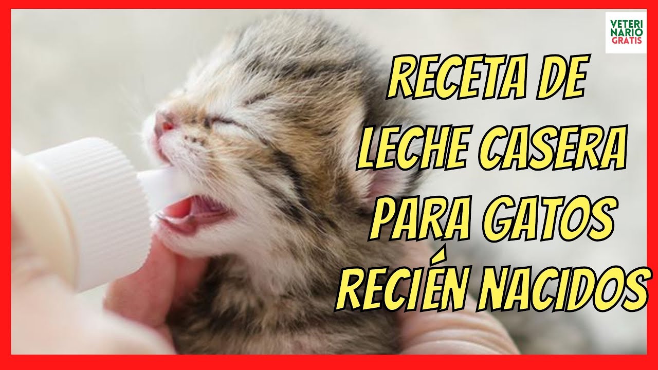 ❣️ RECETA DE LECHE CASERA PARA GATITOS DE UN MES SIN MAMA ❣️