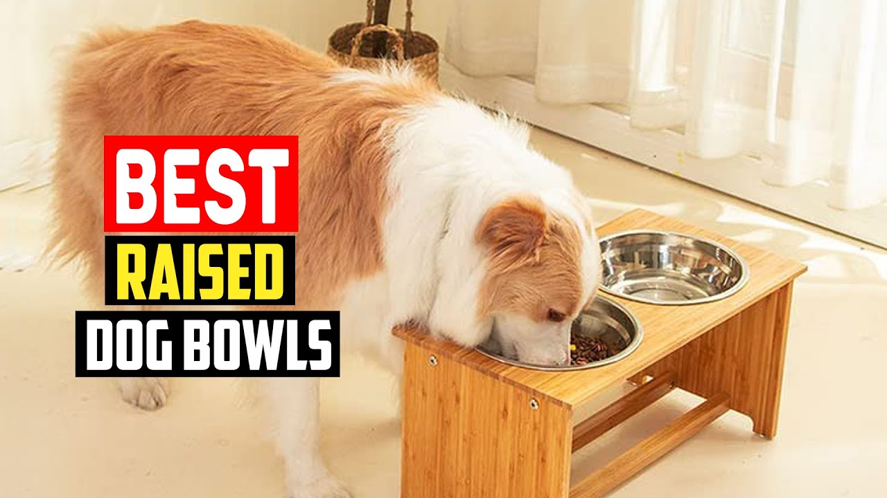 ✅ Top 5 Best Raised Dog Bowls in 2025