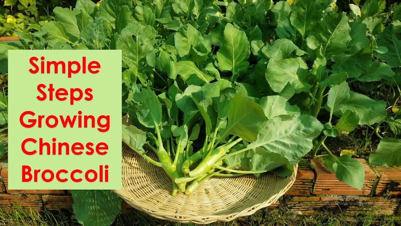 Learn to grow Chinese broccoli with simple techniques