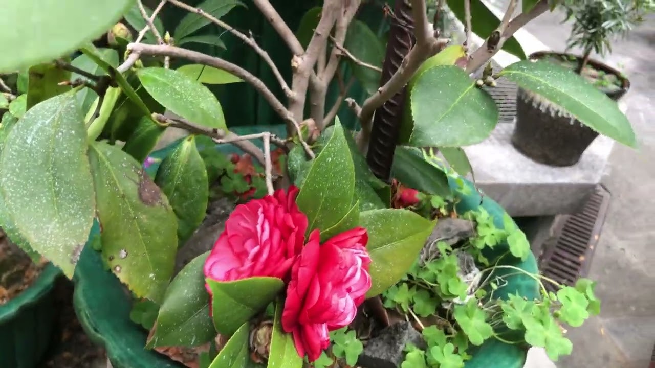 Ganda ng mga Bonsai