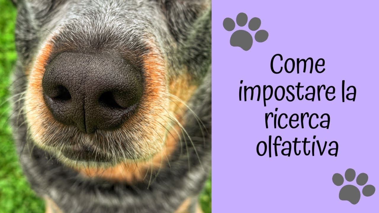 Come impostare la RICERCA OLFATTIVA🐶