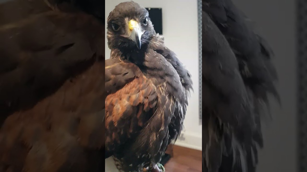Juvenile Harris Hawk preening