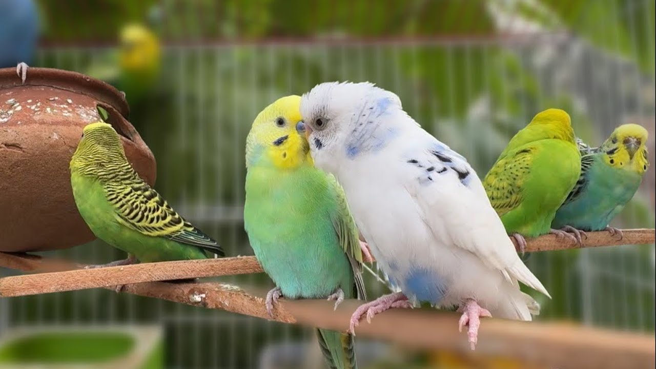 Budgie Growth Stages | Day 177 of Babies Time lapse🐦