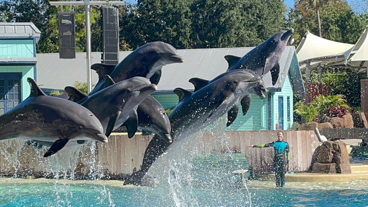 Dolphin Adventures (Full Show) at SeaWorld Orlando: 11/26/21