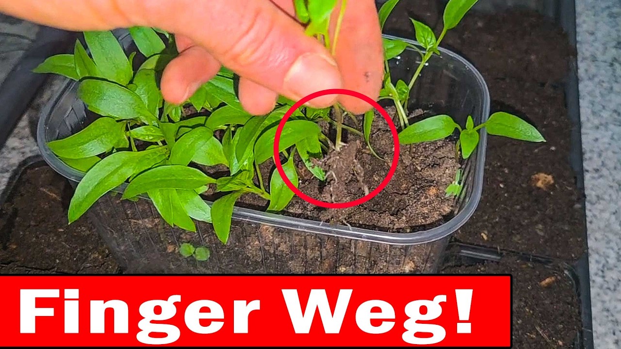 Aussaat: Diese 5 Fehler unbedingt vermeiden 🌱