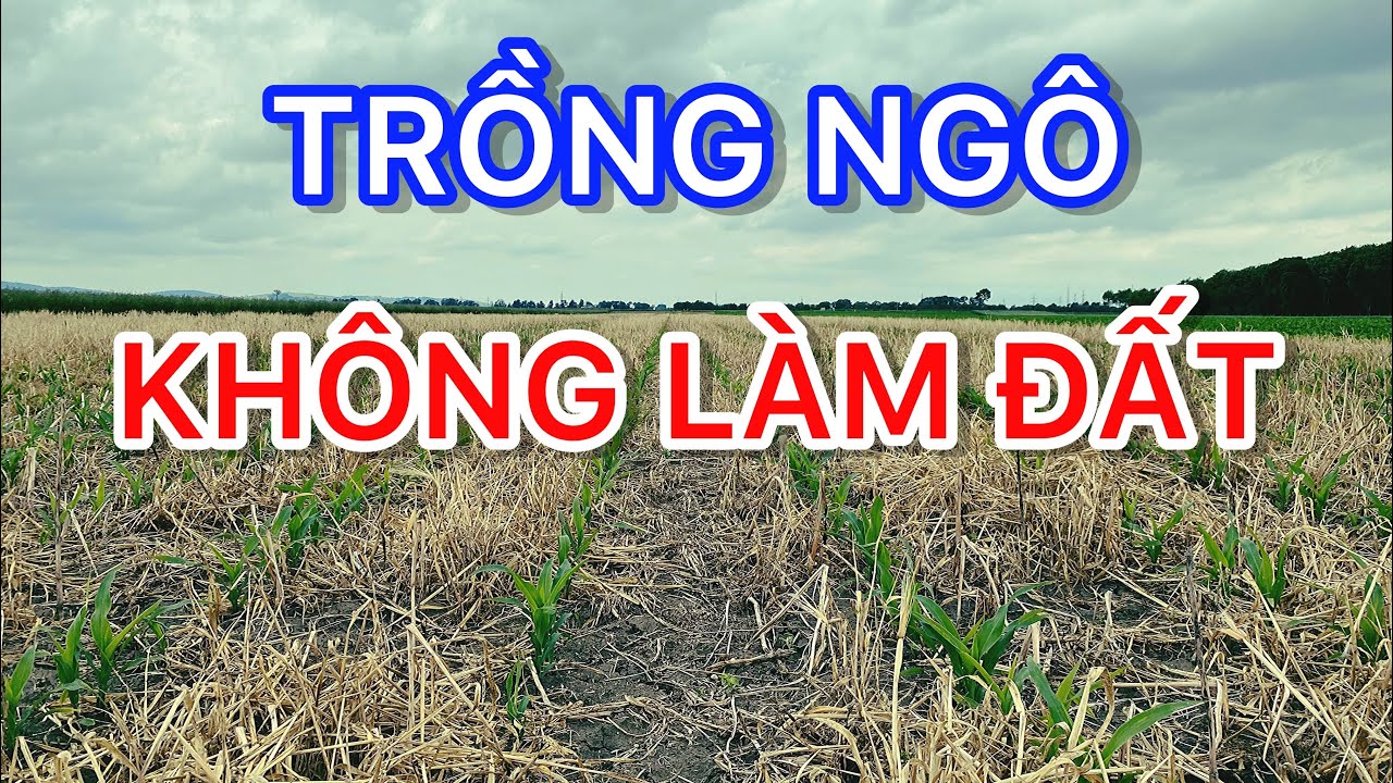 TRỒNG NGÔ KHÔNG LÀM ĐẤT. Ưu nhược điểm của phương pháp này? Thôn quê Áo. Cuộc sống tại nước Áo.