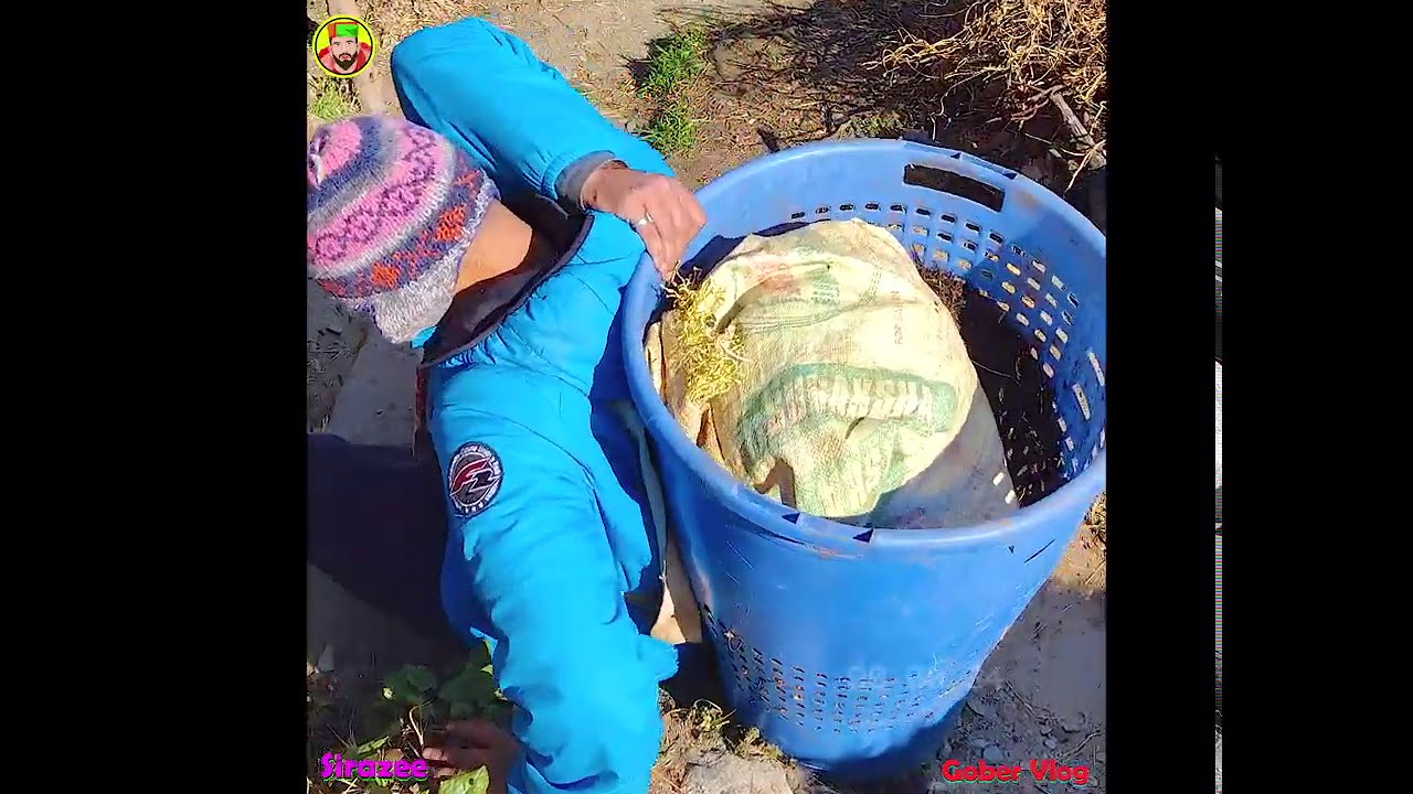 Pahadi Gober Vlog | SIRAZEE | My Village In Himachal Pradesh | Vlog - 1