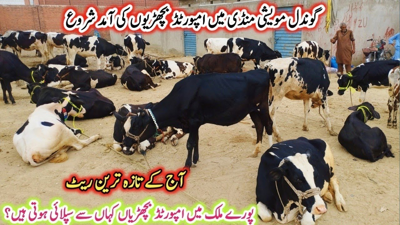 Gondal Mandi latest update 16Nov2025!imported heifers latest Rate on Gondal Mandi!#heifer#calves#cow