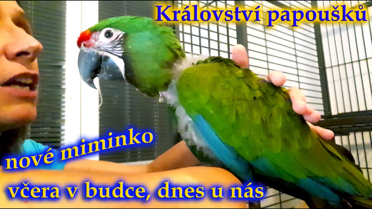 538 - Miminko ary vojenského - včera ještě v budce, dnes u nás