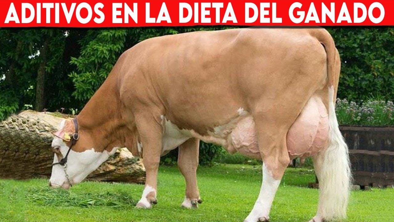 🔴 ADITIVOS EN LA DIETA DEL GANADO VACUNO, CLAVES PARA MEJORAR EL APROVECHAMIENTO ✅ Vacas Lecheras