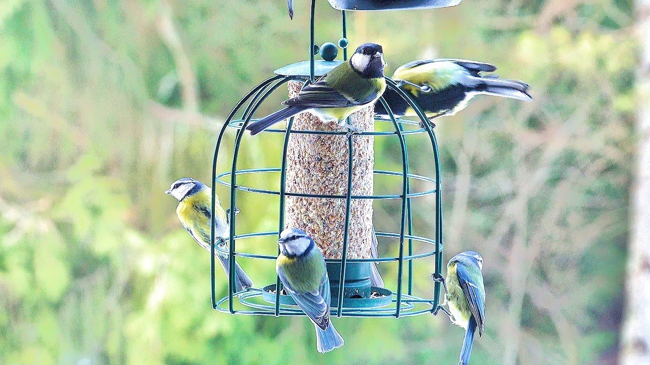 Beautiful birds enjoying suet / Relaxing video