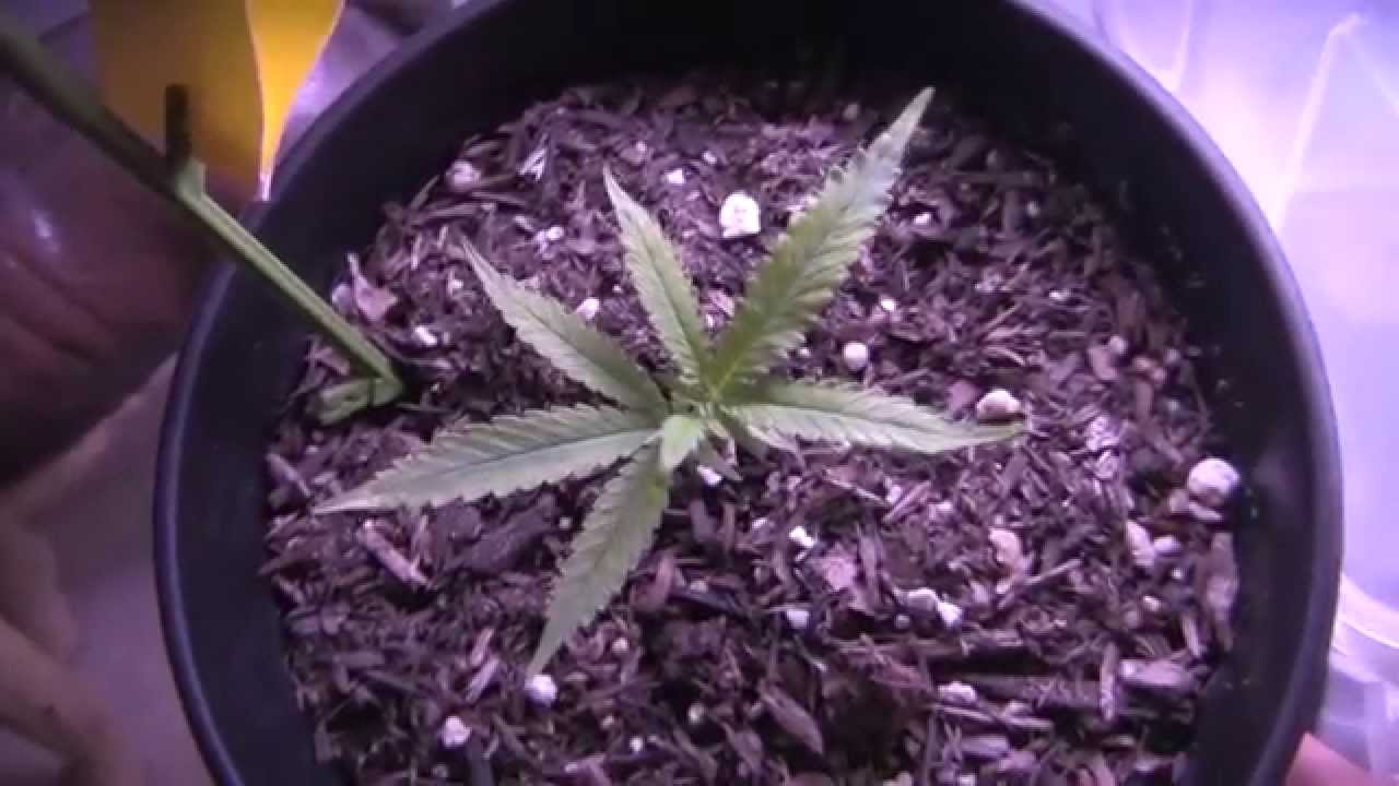 BML LED GROW LIGHTS - Video #5 - Day 9 Flower, More LED Temps and Some Clones