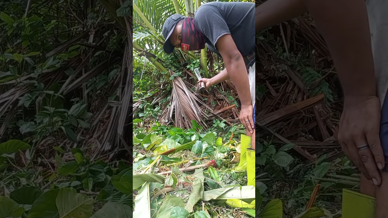 Pameri kebun dan membunuh sagu duri besar,sebelum pulang kita panen nangka.#12 @hatamhekal 