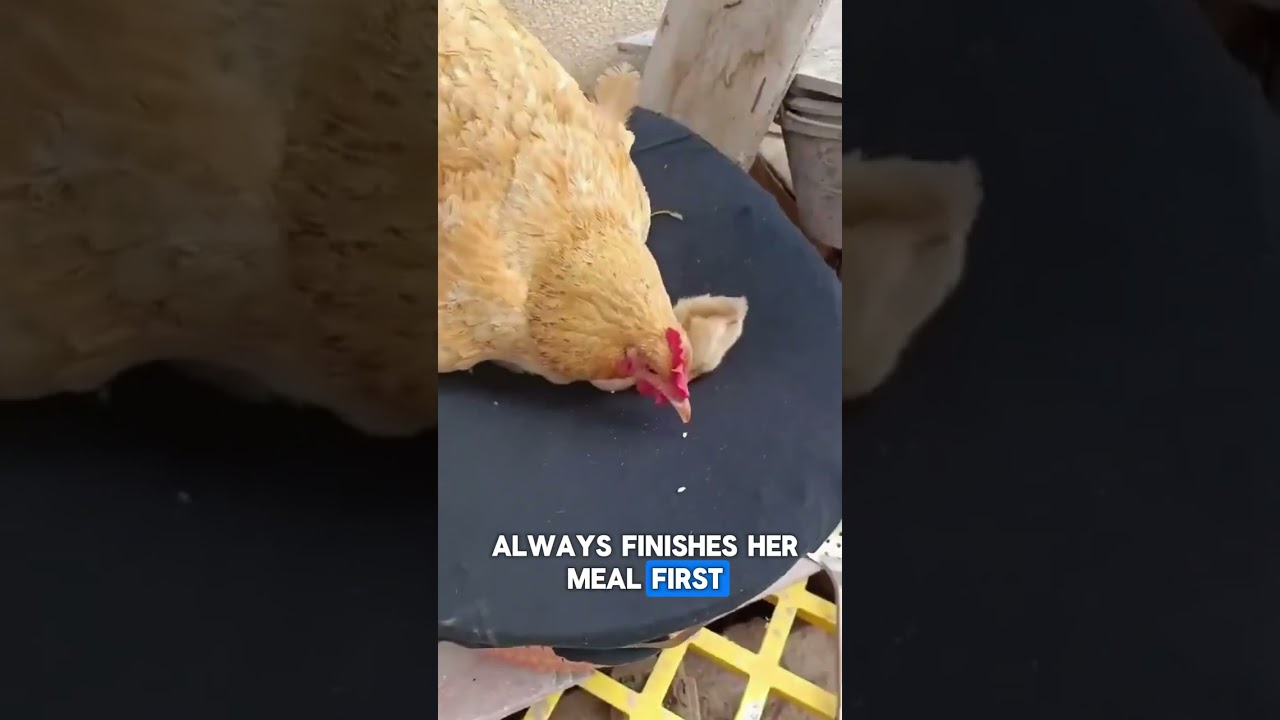 How Do The Newborn Chicks Eat Grain?