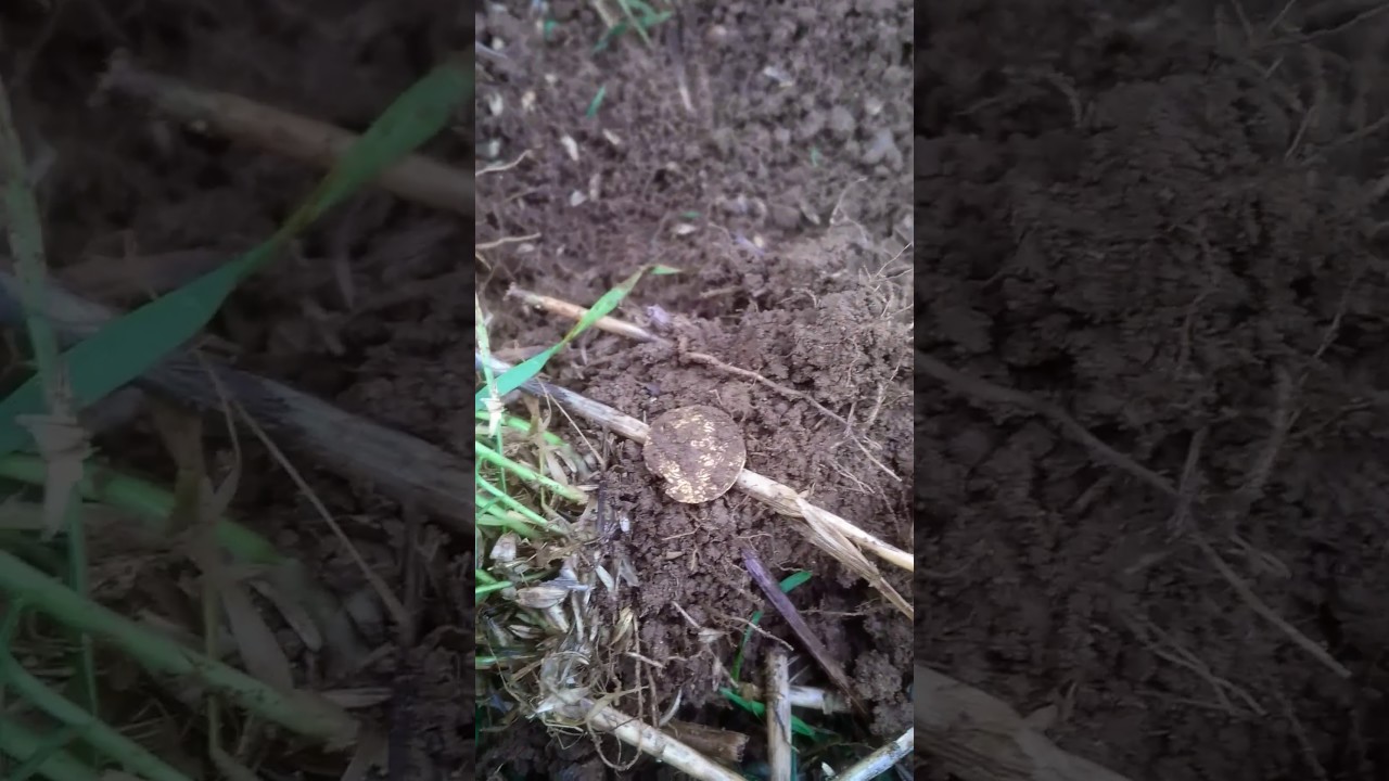 Finding gold hammered coin
