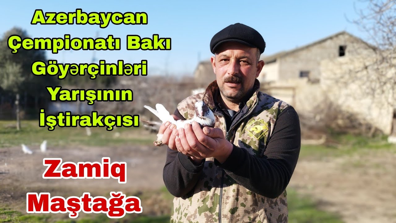Yarış İştirakçısı Zamiq Maştağa. Azərbaycan Çempionatı Bakı Goyercinleri Yarışı
