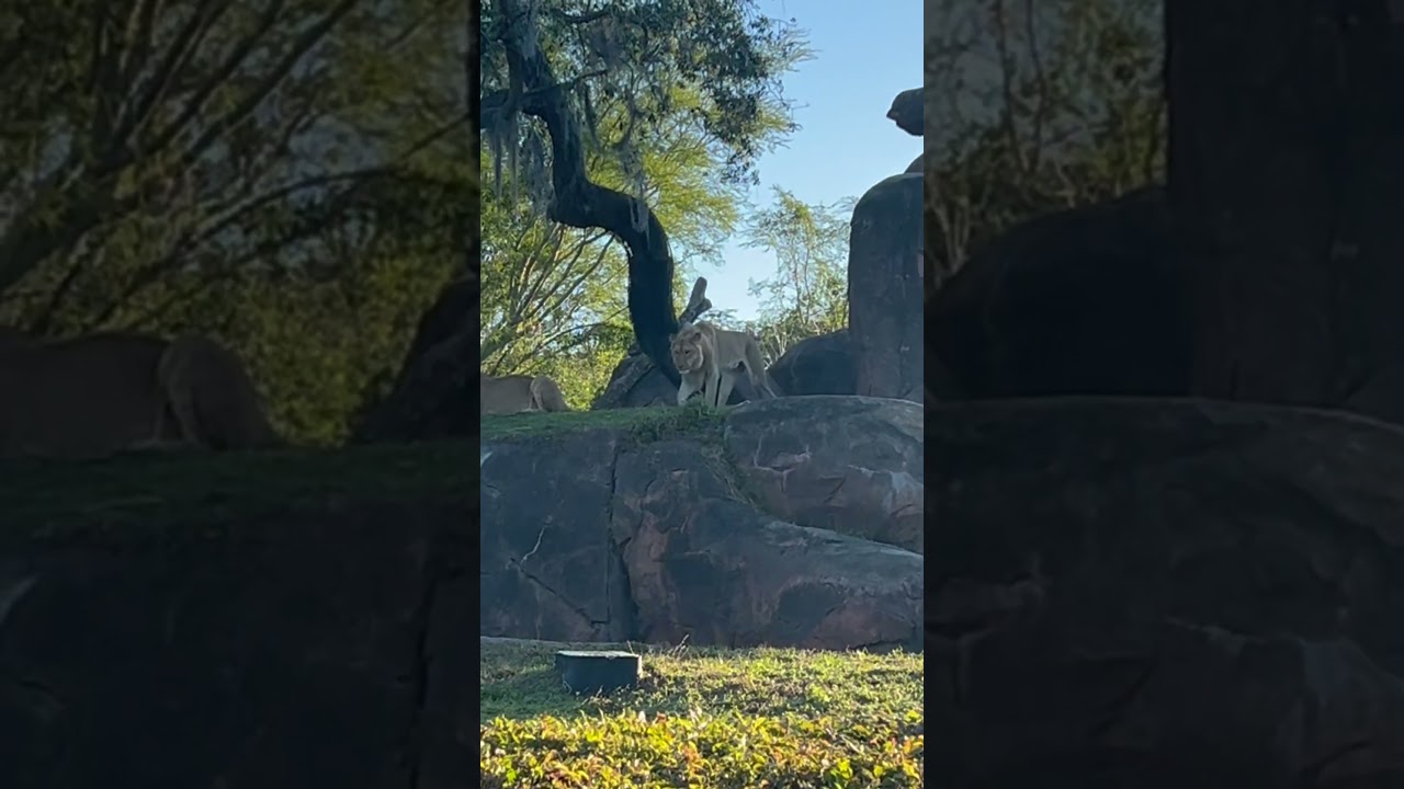 The Lions on Kilimanjaro Safari #disneyshorts #disney #disneysanimalkingdom