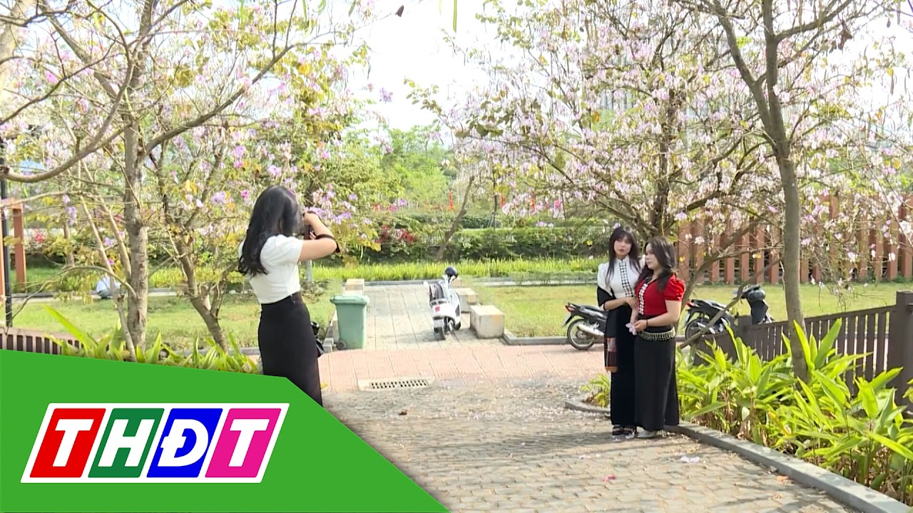 Hoa ban bung nở khắp núi rừng Điện Biên | THDT