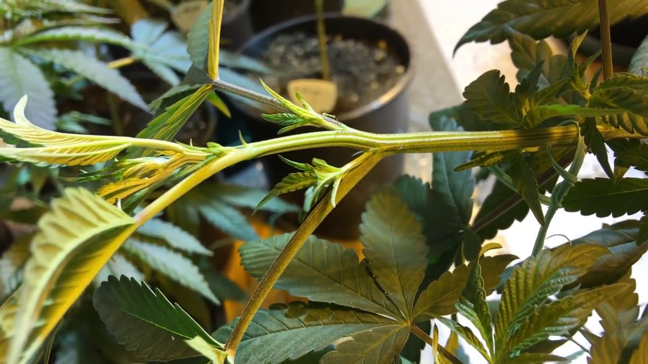 How to Super Crop and Low Stress Train Cannabis