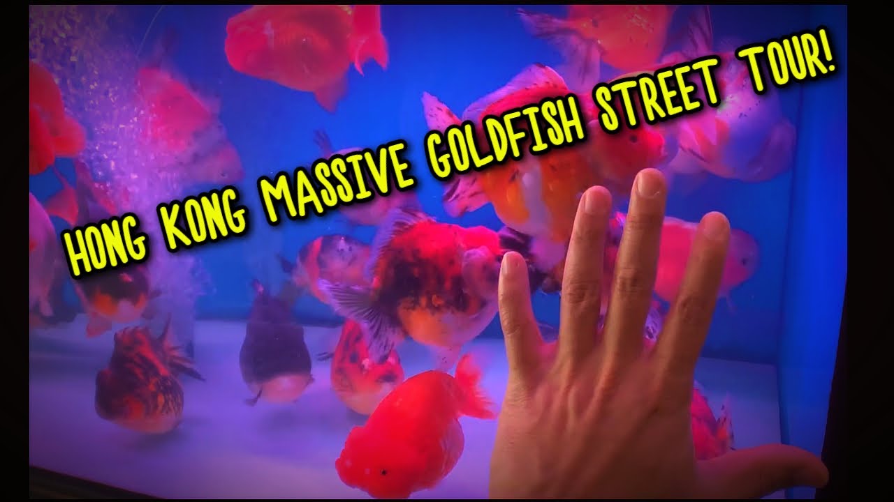 Hong Kong Goldfish Market ! Fishes Galore! (2019)