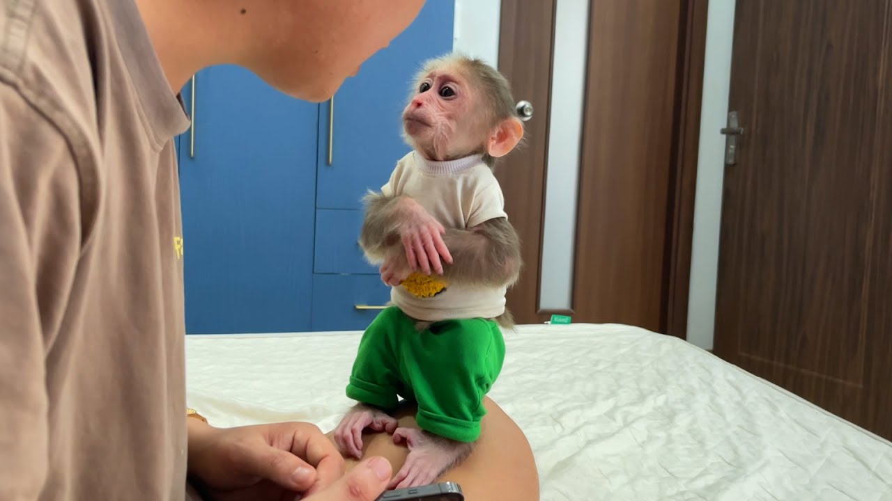 Cubis Monkey's Bold Escape Sneaky Plan to Play Outside Fails!