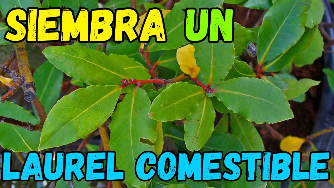 Como SEMBRAR un LAUREL Comestible || Cosecha Laurel a Montones