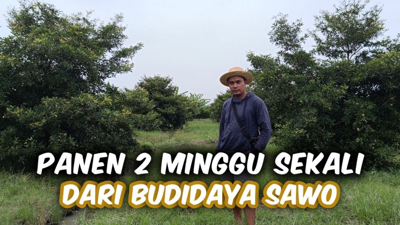 Budidaya Sawo Jumbo‼️Perawatan Mudah Dan Tak Kenal Musim, Panen 2 Minggu Sekali