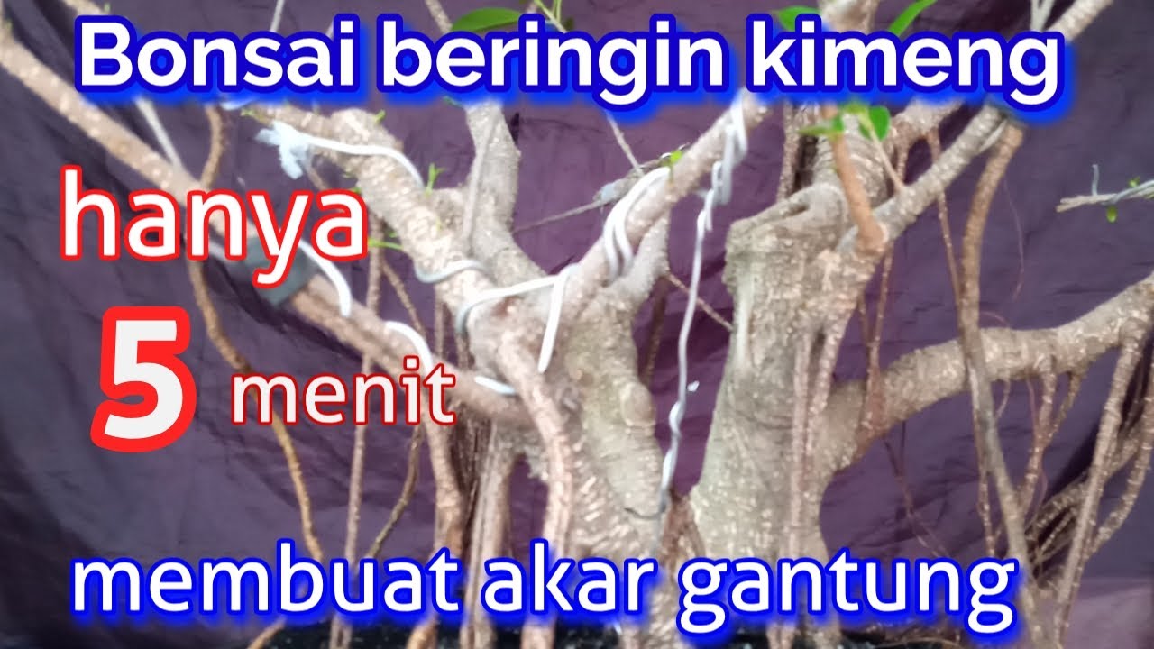 cara mudah membuat akar gantung bonsai beringin kimeng