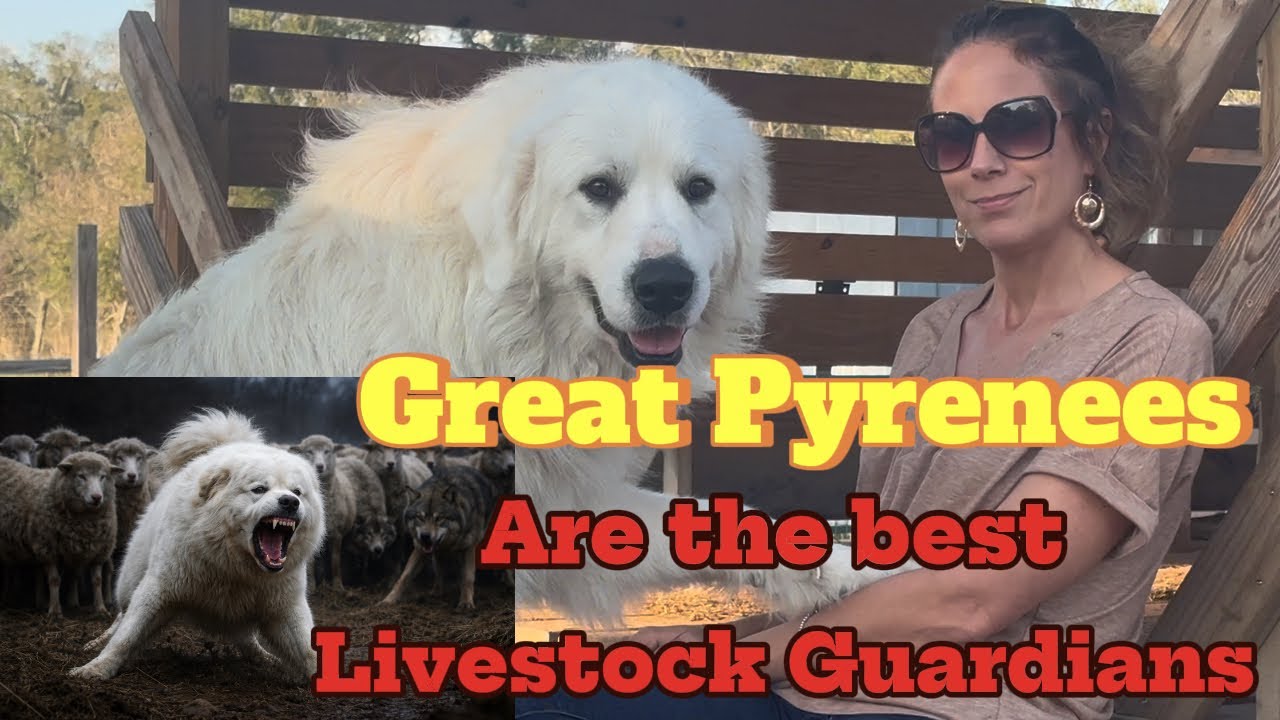 Why Great Pyrenees Are the BEST Livestock Guardian Dogs