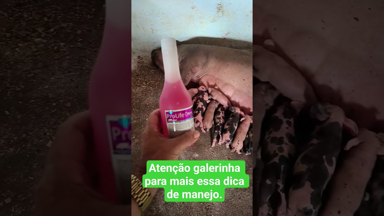 tr&ecirc;s dias de nascido użyj witaminy pro life. #suinokultura