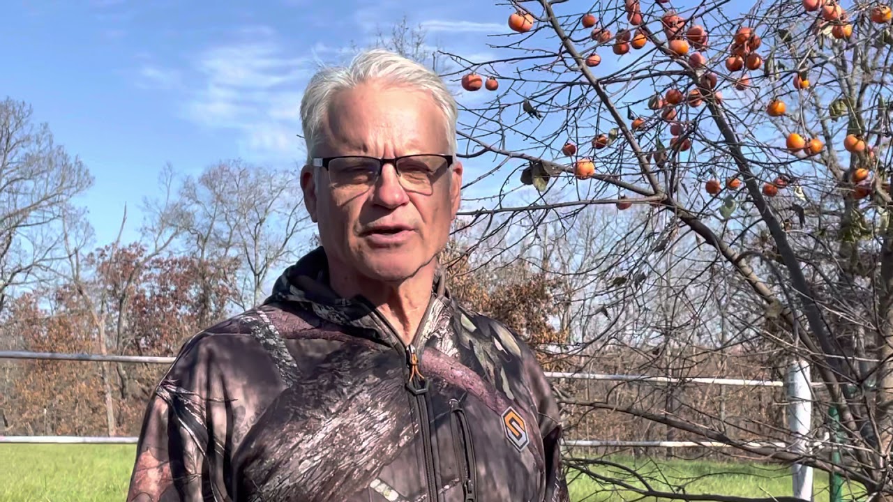 Asian hybrid persimmon varieties