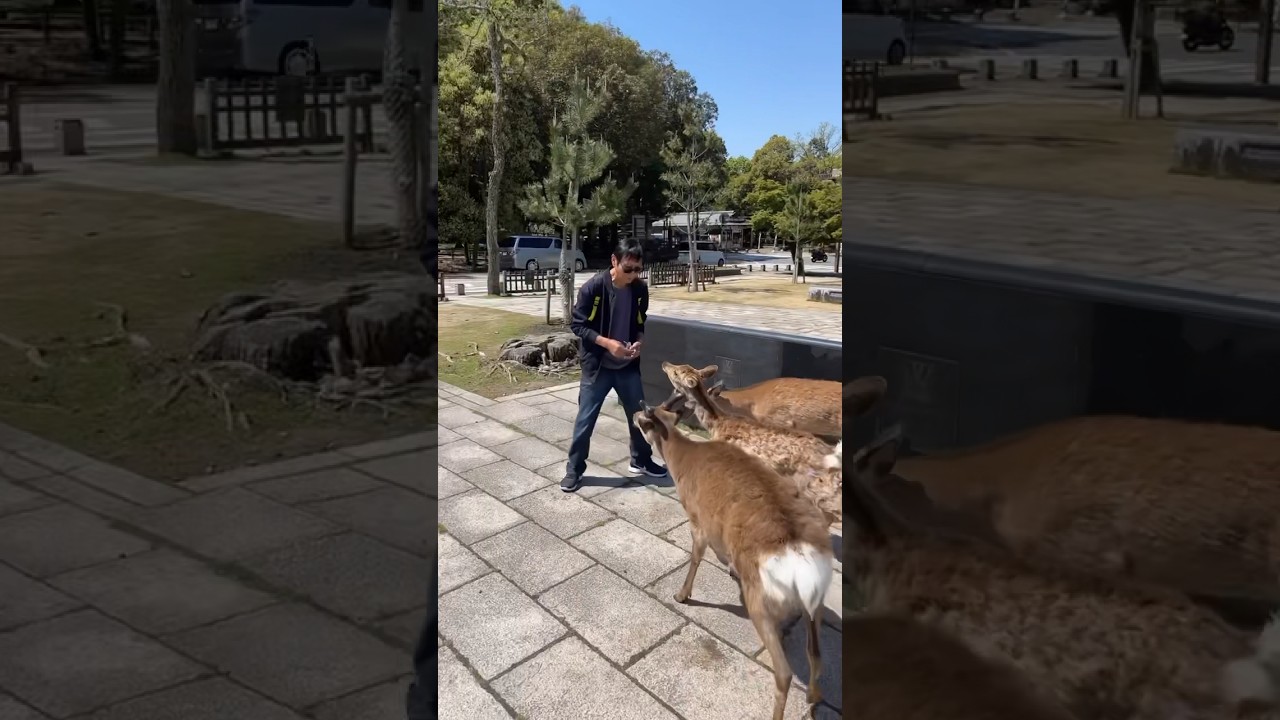 ATAQUE DOS VEADOS !!!                            #Nara #veados #Jap&atilde;o