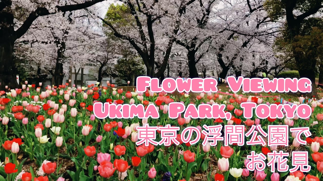 Ukima Park | Cherry Blossoms| Outdoor Activities | Japan | 浮間公園| お花見